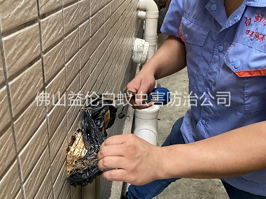 大沥建筑灭治白蚁工程